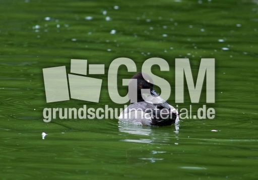 Bergente (2 von 12).jpg